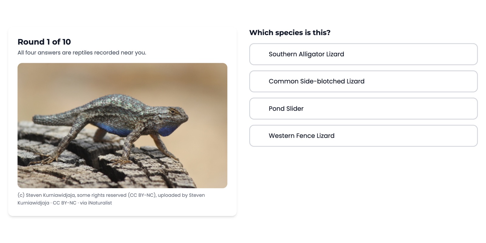 Backyard Bioblitz on round 1 of 10: a photograph of a Western Fence Lizard recorded near Cerritos, California, its iNaturalist credit line beneath it, and four reptile names to choose from.